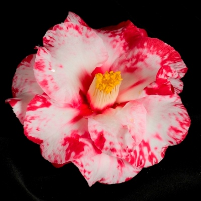 Adolphe Audusson Variegated | American Camellia Society