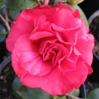 Blood of China | American Camellia Society