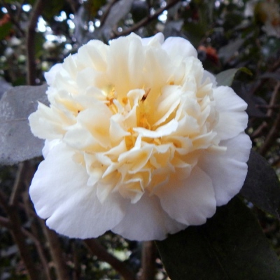 Brushfield's Yellow | American Camellia Society