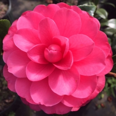 Emma Alia | American Camellia Society