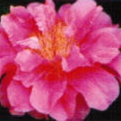 Raspberry Sherbet | American Camellia Society