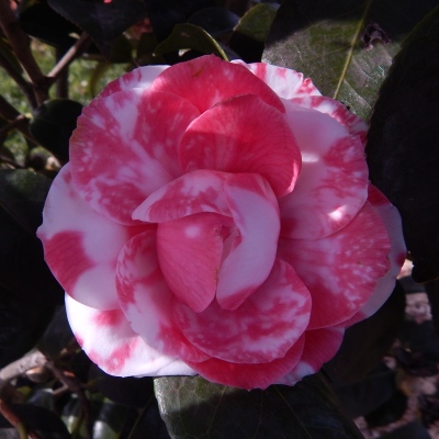 Sacco Vera | American Camellia Society
