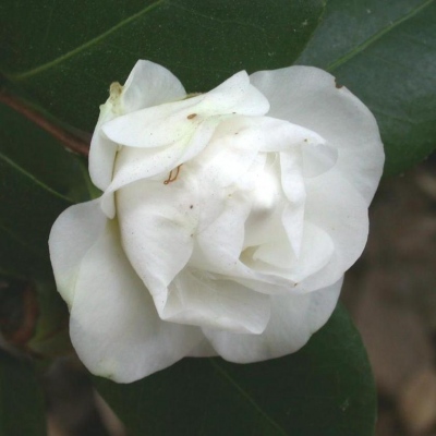 Shira-tama (White Bead)