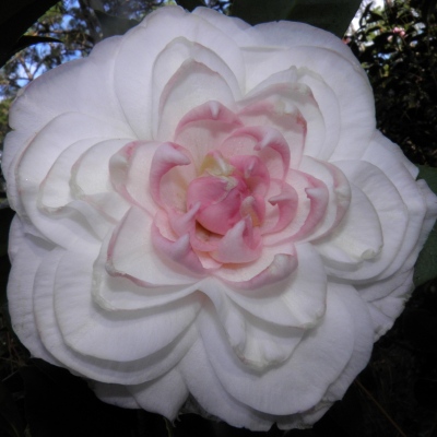 Springhead Gem | American Camellia Society